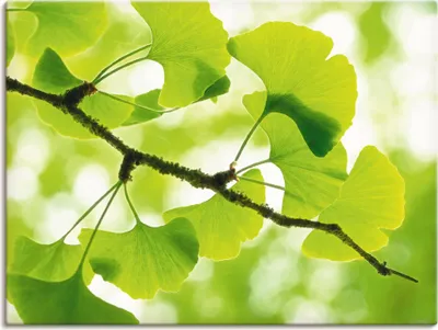 Produktbild von ARTland Leinwandbild Ginkgo Größe: 120x90 cm