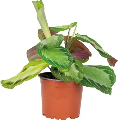 Zdjęcie produktu dla Bloomique - Maranta Silverband - Roślina modlitewna - Roślina wisząca - Rośliny doniczkowe - Oczyszczająca powietrze - Przyjazna dla zwierząt - Wysokość 10-20 cm - Doniczka 12 cm