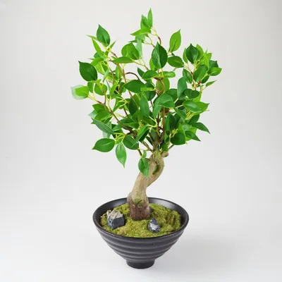 Produktbild von Fikus Kunstblume grün mit Keramikschale 40cm Dekopflanze Grünpflanze Birkenfeige