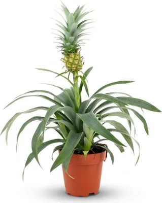 Image de Ananas Mi Amigo - Ø 12 cm - Hauteur : 35 à 40 cm
