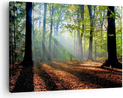 Produktbild von Bild auf Leinwand - Leinwandbild - Wald Blätter Sonne - 70x50cm - Wand Bild - Wanddeko - Wandbilder - Leinwanddruck - Bilder - Kunstdruck - Wanddekoration - Leinwand bilder - Wandkunst - AA70x50-0136