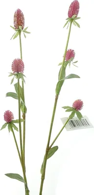Produktbild von GASPER Kugelamarant - Gomphrena Lila 75 cm - Kunstblumen