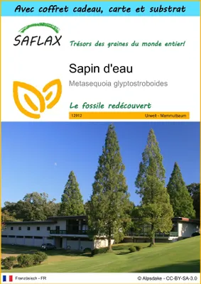 Image de SAFLAX Ensemble-cadeau - Sapin d'eau - 60 graines - Metasequoia