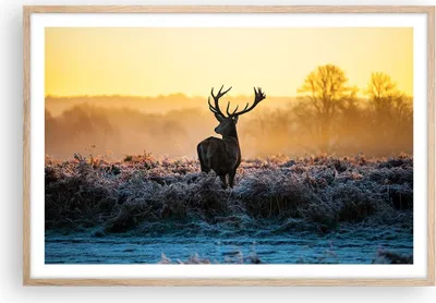 Produktbild von Gerahmtes Poster - Rahmen in heller Eiche - Feld Nebel Natur Baum - 91,5x61 cm - Wand Bild - Wanddeko - Wandbilder - Wandposter - Bilderrahmen - Bilder - Kunstdruck - Wandbild - P2NAA91x61-2428
