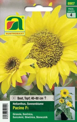 Produktbild von Sonnenblume (Helianthus) Pacino F1 | Sonnenblumensamen von Austrosaat