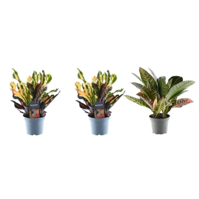 Obrázek produktu pro 3X Croton Codiaeum Mix - 30 cm - Ø12