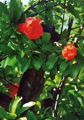 Artikelbild 1 von 'Zwerg-Granatapfel,' aus der Kategorie Apfel