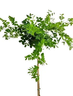 Produktbild von Caragana arborescens 'Pendula' Hänge-Erbsenstrauch Hochstamm 80 cm