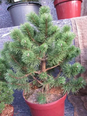 Produktbild von Hakenkiefer Ildico (S) - Pinus uncinata - 40-50cm