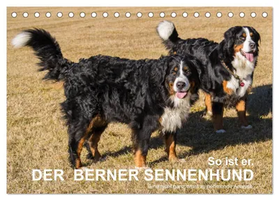 Produktbild von So ist er. Der Berner Sennenhund (Tischkalender 2027 DIN A5 quer), CALVENDO Monatskalender