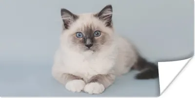 Produktbild von MuchoWow® Poster Katze - Ragdoll Katze - Blau - Mädchen - Kinder - Jungen - Kind 40x20 cm - Poster für die Wand - Poster Schlafzimmer