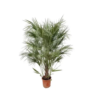 Immagine prodotto di Everyplants Chamaerops Humilis arbusto - 180 cm, Ø30 cm