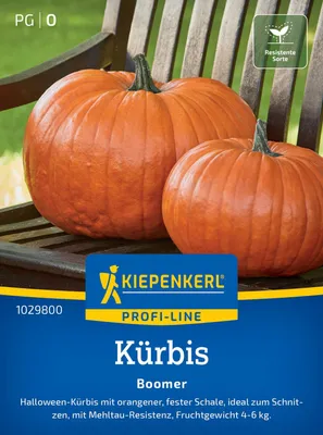 Produktbild von Kiepenkerl Kürbissamen Boomer F1 Cucurbita pepo 7 Pflanzen