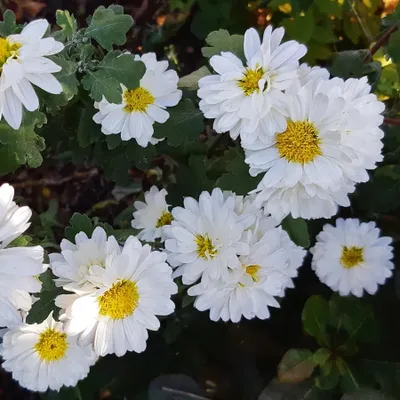 Productafbeelding van 6 x Chrysanthemum hybrida 'Poesie' | Potmaat 9 cm x 9 cm