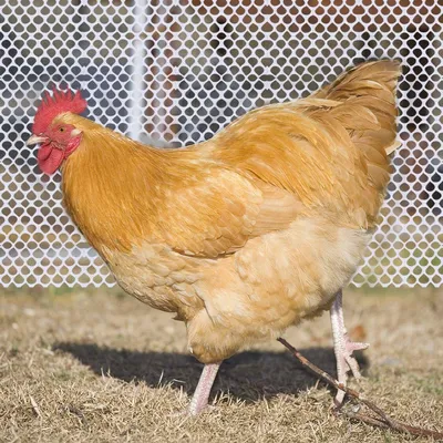Gevogeltehek 0,4 m x 6 m für Garten und Bauernhof