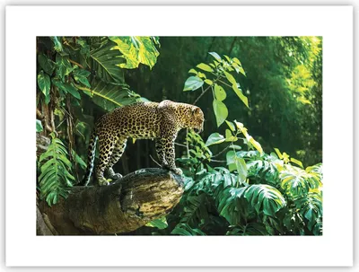 Produktbild von Poster - Poster ohne Rahmen - Dschungel Leopard Panther - 40x30 cm - Wand Bild - Wanddeko - Wandbilder - Kunstposter - Wandposter - Bilder - Kunstdruck - Wanddekoration - Wandbild - P2XAA40x30-4502