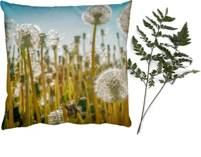 Produktbild von MuchoWow® Zierkissen Sofakissen Wohnzimmer Dekokissen 50x50 cm Blumen - Löwenzahn - Gras - Komfort - Sofakissen