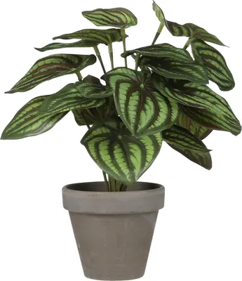 Produktbild von Mica Kunstpflanze Peperomia grün im Topf Ø 23 x 24 cm