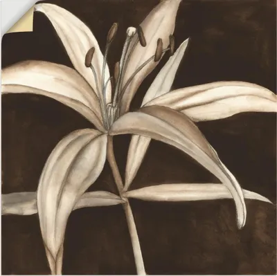 Produktbild von ARTland Wandbild, selbstklebend Sepia Lilie II Größe: 70x70 cm