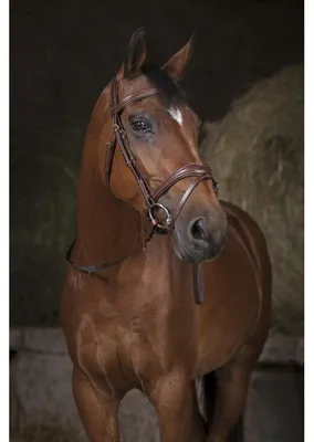 Produktbild von NORTON PRO Gurtzügel, Zügel in havana und schwarz, Farbe:Schwarz, Größe:Ponygröße