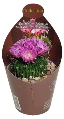 Produktbild von Echinofossulocactus mult. brevispinus – seltener Kugelkaktus – Rarität – Topf 6,5 cm – 15 cm hoch
