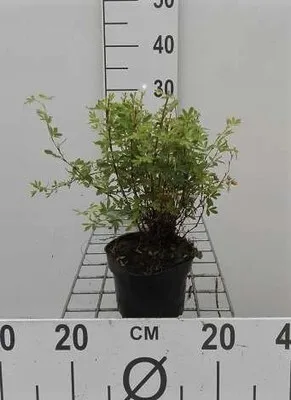 Zdjęcie produktu dla Potentilla frut. 'Abbotswood' - Fingerstrauch 20- 25 cm - Pojemnik