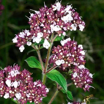 Produktbild von 6 x Oregano - Origanum vulgare  | Topf 9cm x 9cm