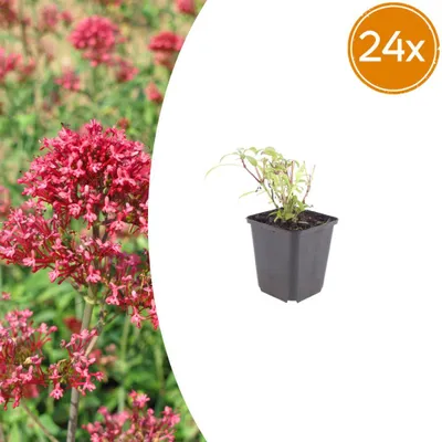 Zdjęcie produktu dla Centranthus ruber 'Coccineus' | 24 sztuki - 10-25cm - Ø9cm - Roślina ogrodowa