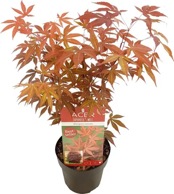 Zdjęcie produktu dla Bloomique - Acer Palmatum Atropurpureum - Klon palmowy - Pstrolistny - Rośliny ogrodowe - Odporne na zimę - Wysokość 40-50 cm - Doniczka 15 cm