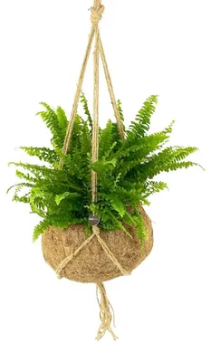 Obrázek produktu pro Kokodama Nephrolepis exaltata (L)