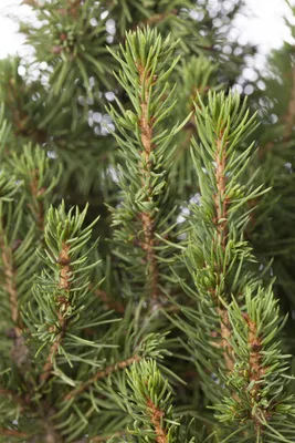 Produktbild von Picea glauca 'Zuckerhut', Zuckerhutfichte, kompakt, 20–25 cm