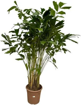 Caryota mitis gnstig online kaufen | Kaufland.de