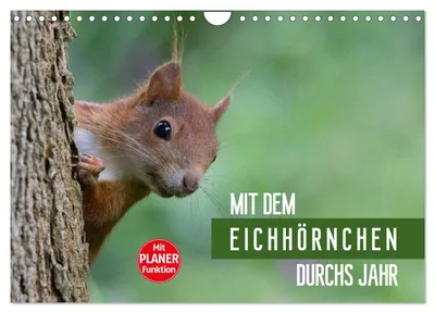 Produktbild von Mit dem Eichhörnchen durchs Jahr (Wandkalender 2027 DIN A4 quer), CALVENDO Monatskalender