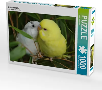 Produktbild von CALVENDO Puzzle Schmusewellis | 1000 Teile Lege-Größe 64x48cm Foto-Puzzle für glückliche Stunden