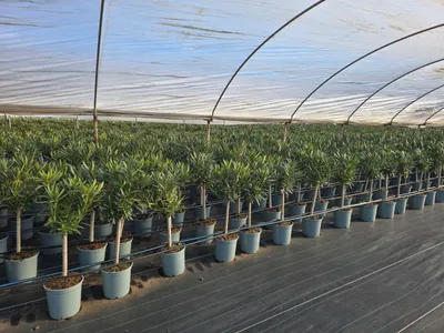 Immagine prodotto di Sunny Tree - Pianta - Oleandro su tronco  - Nerium Oleander - Colore bianco - Altezza 90-100 cm - Pianta da esterno - Sempreverde in inverno