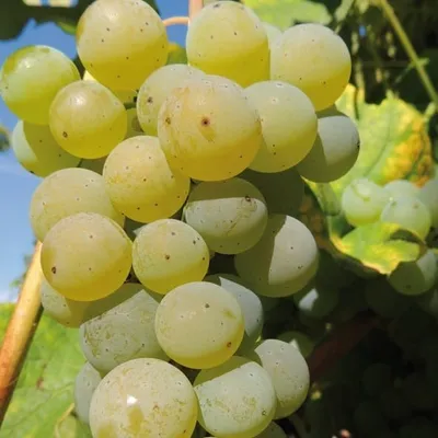 Obrázek produktu pro Vinná réva Cayuga White 2L