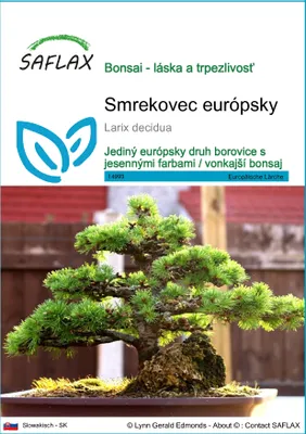 Obrázok produktu pre SAFLAX - smrekovec európsky - Larix decidua - 75 Semená