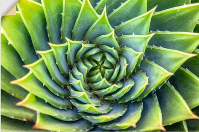 Produktbild von ARTland Wandbild, selbstklebend Grüne Spirale Größe: 90x60 cm