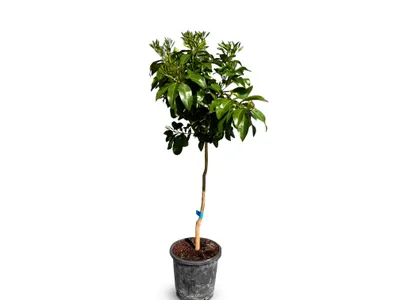 Immagine prodotto di Albero del sole - Pompelmo - Citrus Paradisi - Agrumi - Albero da frutta - 8 anni - 150 centimetri
