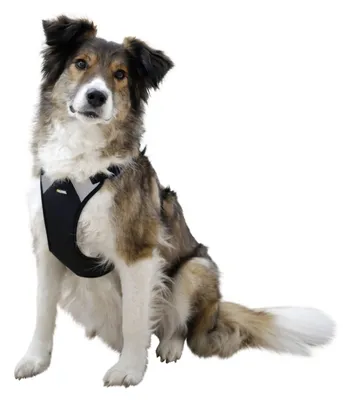 Produktbild von Kerbl Hundegeschirr Pulsive, schwarz, 50-62 cm, 56-74 cm