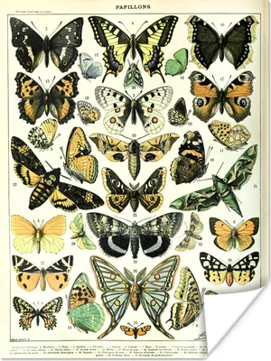 Produktbild von MuchoWow® Poster Tiere - Schmetterling - Gelb 120x160 cm - Wandbilder