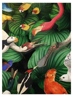 Produktbild von Museum Webshop – Softcover kunst Skizzenbuch, Vogelpracht, Teylers Museum