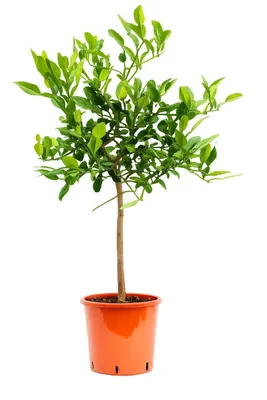 Produktbild von Kaffir-Limette Stämmchen 70–100 cm – Citrus Hystrix Kaffernlimette Combava Papeda – exotische Limettenpflanze für Küche, Balkon & Terrasse