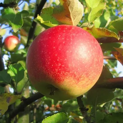 Produktbild von Apfelbaum Jonagold Winterapfel  Halbstamm 150-170 cm MM 111