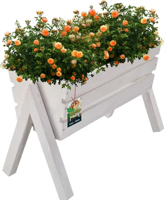 A white wooden planter box filled with orange roses, elevated on legs.