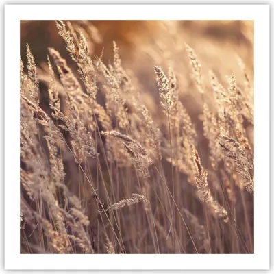 Produktbild von Poster - Poster ohne Rahmen - Boho Ähren Feld - 60x60 cm - Wand Bild - Wanddeko - Wandbilder - Kunstposter - Wandposter - Bilder - Kunstdruck - Wanddekoration - Wandbild - P2XAC60x60-4838