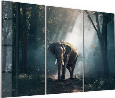 Produktbild von DEQORI Glasbild Echtglas 3x50x100 cm 'Elefant im Wald' Wandbilder XXL groß