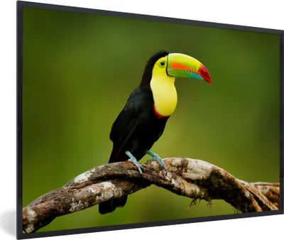 Produktbild von MuchoWow® Gerahmtes Poster Vogel - Tukan - Regenbogen - Grün - Zweig 60x40 cm - Poster mit Schwarzem Bilderrahmen Wandposter Rahmen Foto Bilder - Printing - Wanddeko Schlafzimmer