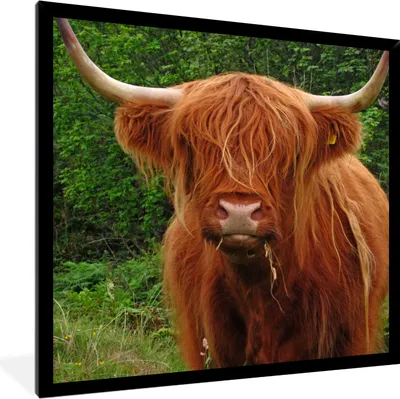 Produktbild von MuchoWow® Gerahmtes Poster Schottischer Highlander - Kuh - Gras 40x40 cm - Poster mit Schwarzem Bilderrahmen Wandposter Rahmen Foto Bilder - Mit Rahmen - Wanddekoration Schlafzimmer