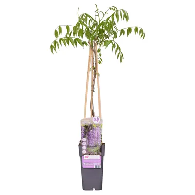 Produktbild von Wisteria Floribunda 'Naga Noda' - ↨65Cm - Ø15
